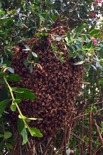944-swarm-in-escalonia-hedge-5-30-15-copy 944-swarm-in-escalonia-hedge-5-30-15-copy